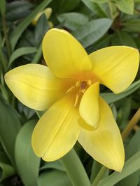 Close-up of yellow flowering plant