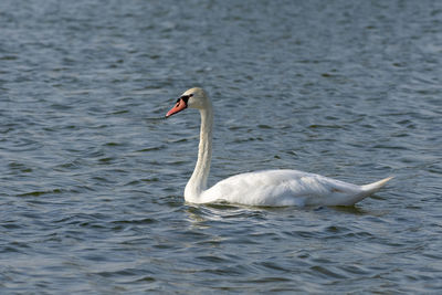 Swan swimming in lake