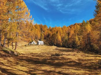 Scenic view of trees on field against sky during autumn