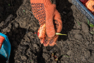 The hand plants bulbs of flowers in the soil