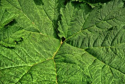 Full frame shot of fresh leaf