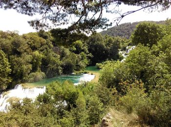 Scenic view of lake amidst trees in forest