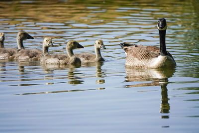 Ducks swimming in lake