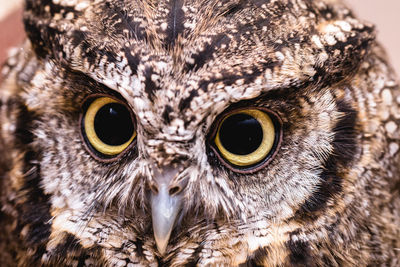 Close-up portrait of owl