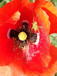 Close-up of insect on red hibiscus