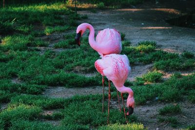 Full length of a bird on a field