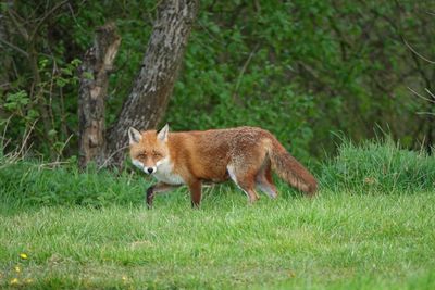 animal