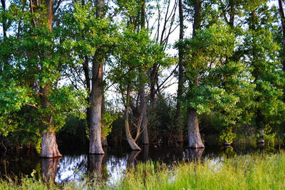 Trees in a forest