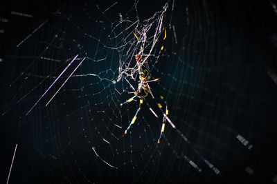 Close-up of spider and web against blurred background