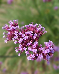 Close-up of pink flowers blooming outdoors