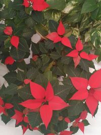 Close-up of red leaves