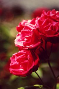 Close-up of pink rose