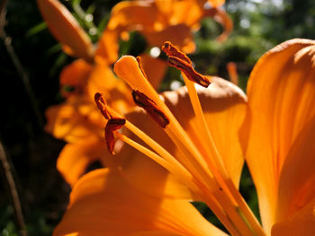 Close-up of day lily blooming outdoors