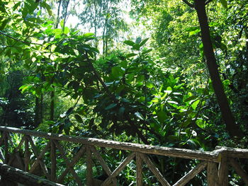 Low angle view of bamboo trees in forest