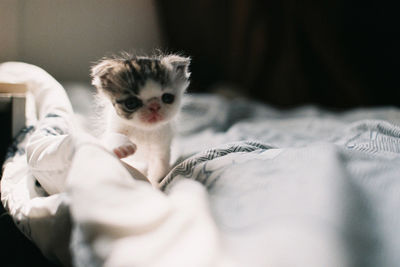 Portrait of kitten on bed