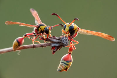 Close-up of insect on plant