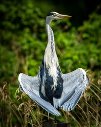 Close-up of gray heron with spread swings