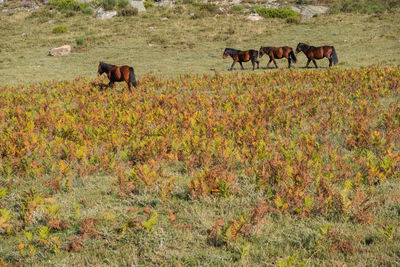 Horses in a field