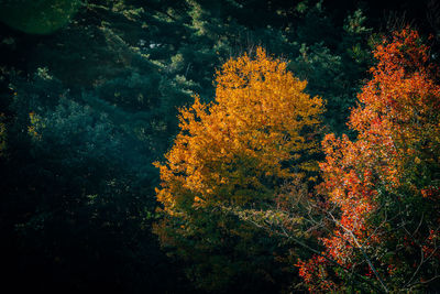 Plants against trees