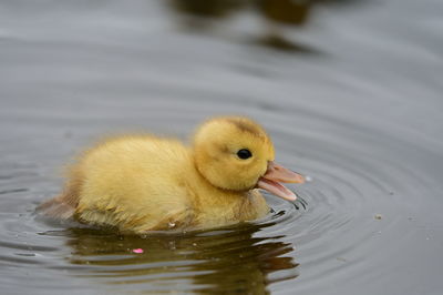 Close-up of duck swimming in lake