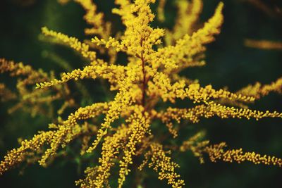 Close-up of yellow flowering plants