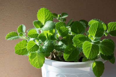 Close-up of potted plant leaves