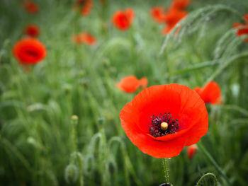 Close-up of red poppy growing on field