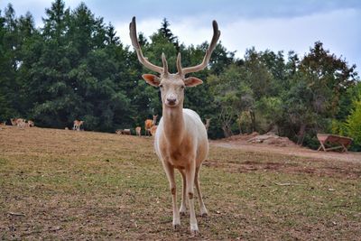 Portrait of deer standing on field