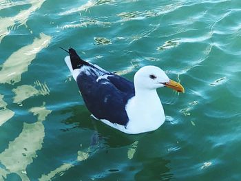 High angle view of duck swimming in lake