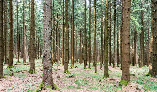 Pine trees in forest