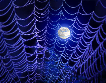 The moon and spider web at night.