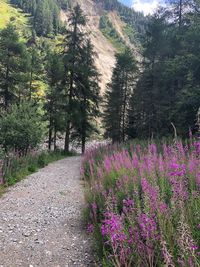 Scenic view of flowering trees in forest