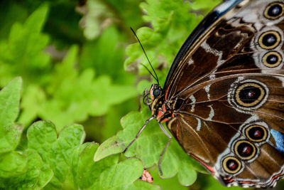 Close-up of butterfly on plant