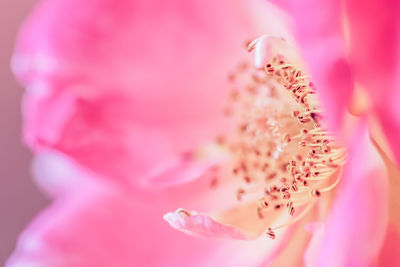 Close-up of pink flower