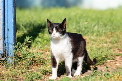Portrait of a cat on field