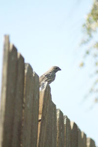 Low angle view of bird perching against clear sky