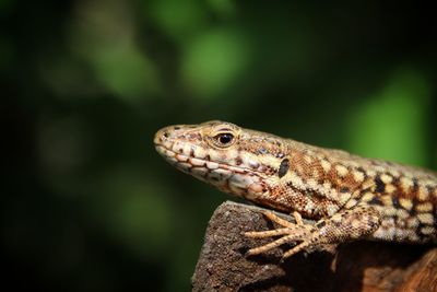 Close-up of a lizard