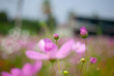 Close-up of pink flowering plant