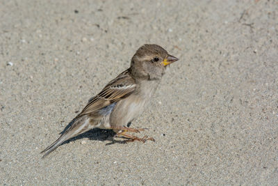 Close-up of bird perching on sand