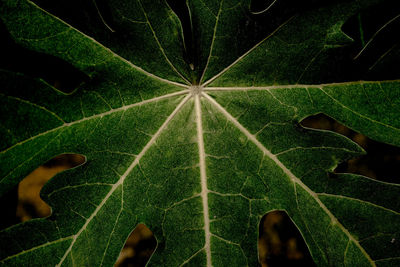 Close-up of green leaves