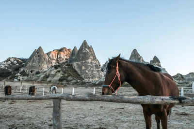 View of a horse on the ground