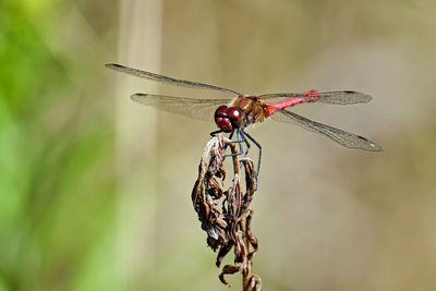 Close-up of dragonfly on twig