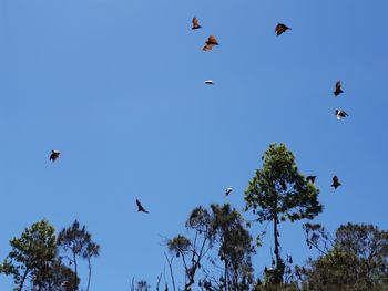 Low angle view of birds flying in the sky