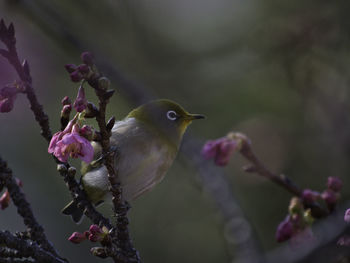 Close-up of bird perching on cherry blossom