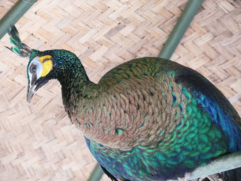 High angle view of peacock