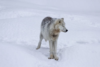 A white arctic wolf standing in the snow with the eyes closed