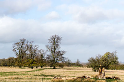 Trees on field against sky