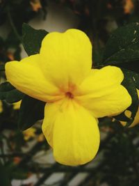 Close-up of yellow flower blooming outdoors