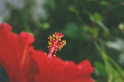 Close-up of red flower