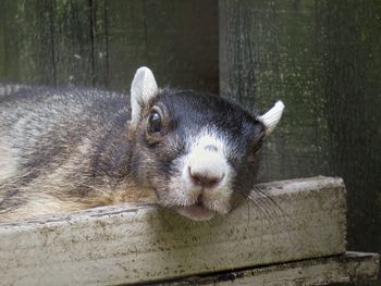 Close-up portrait of a rabbit